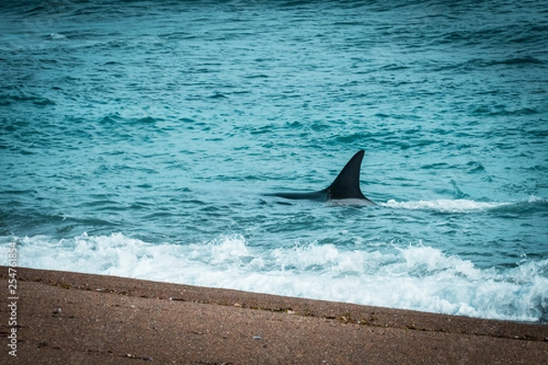 Fototapeta Orcas hunting sea lions, Patagonia , Argentina