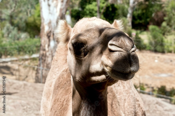 Fototapeta a dromedary camel outdoors