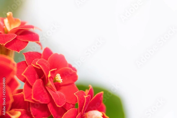 Fototapeta Blooming Kalanchoe flower. Сloseup with selective focus. Floral background. Floral background with copy space.