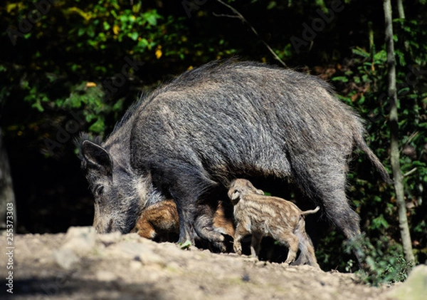 Fototapeta Wild boar in forest