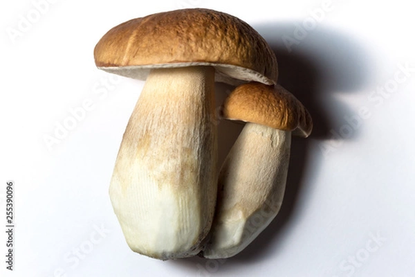 Fototapeta Boletus Edulis Edible Mushrooms Isolated on Light Background