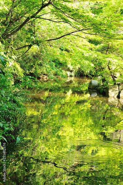 Fototapeta 日本庭園の池