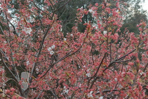 Fototapeta 踊る春の桜と夕暮れ時