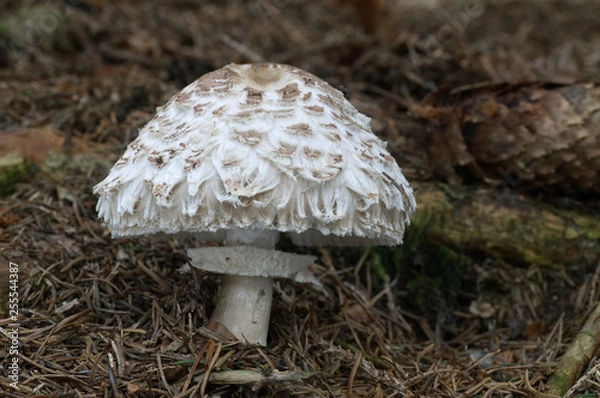 Fototapeta Shaggy parasol Chlorophyllum rachodes in the spruce forest. Edible mushroom.