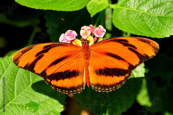 Fototapeta Banded Orange Butterfly