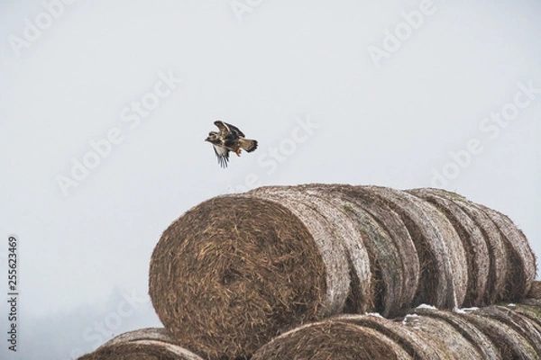 Fototapeta roughed-legged bussard