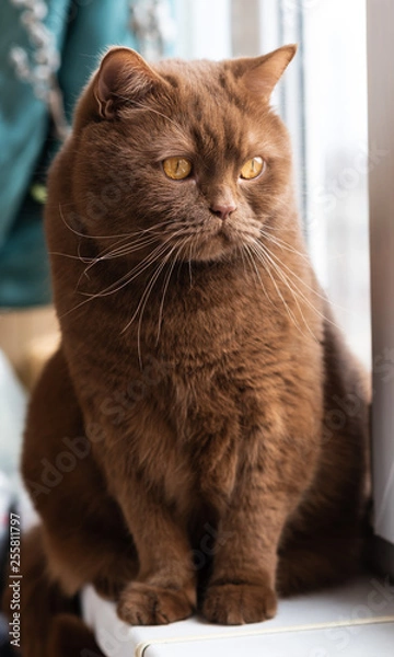 Fototapeta Portrait of British short hair brown cat, The cat is sitting on the windowsill. closeup of the big round face of cinnamon british cat.