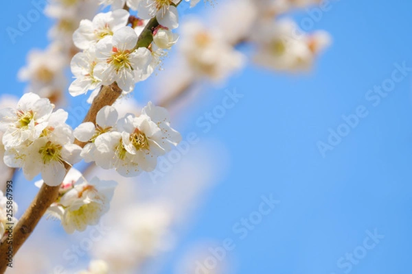 Fototapeta 【写真素材】梅の花　青空　３月　春　コピースペース