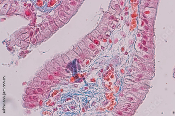 Fototapeta Education anatomy and Histological sample Simple columnar epithelium Tissue under the microscope.