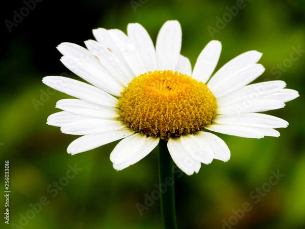 Fototapeta daisy in grass