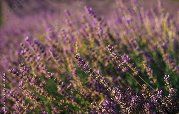 Fototapeta Blooming lavender field with purple flower bushes in Serbia. Summer floral landscape, bloomfield with violet herbs. Blossoming meadow with french lavender flower bush closeup.