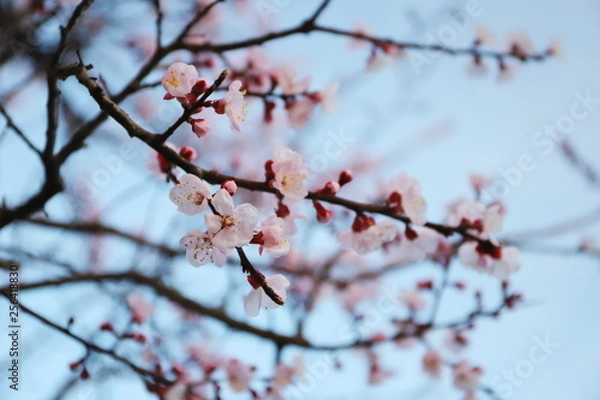 Fototapeta 日本の春に咲く梅の花