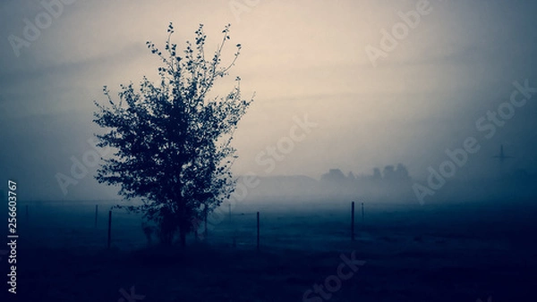 Fototapeta Wiese mit Baum im Morgennebel