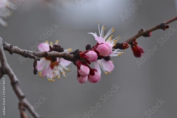 Fototapeta Apricot flowers closeup. Spring bloom, March 2019