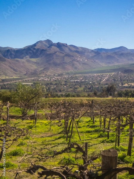 Obraz Vineyard when Grapevine flower are transforming into a grape berry. Elqui Valley, Andes part of Atacama Desert in the Coquimbo region, Chile