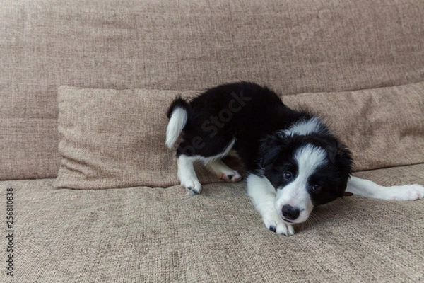 Fototapeta Funny portrait of cute smilling puppy dog border collie on couch. New lovely member of family little dog at home gazing and waiting. Pet care and animals concept