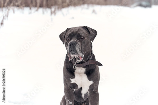 Fototapeta Grey Cane corso dog is sitting in winter forest 