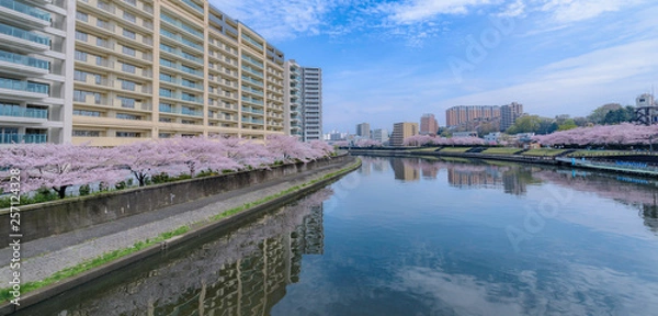 Fototapeta 桜並木