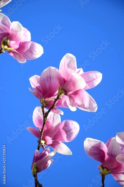 Fototapeta Magnolien vor blauen Himmel