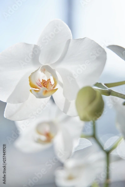 Obraz White orchids on sun light, the green bud, a new flower, a butterfly, macro, Phalaenopsis, Doritis, Grafia, Kingidium, Kingiella, Lesliea, Synadena, Stauroglottis, Stauritis, Polystylus, Polychilos