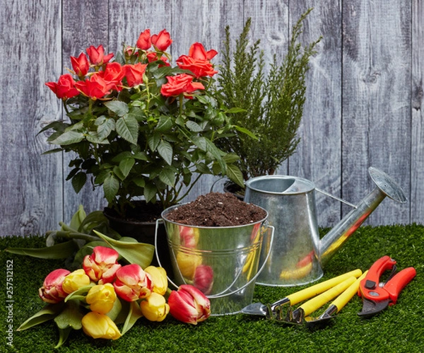 Obraz Gardening tools and flowers.