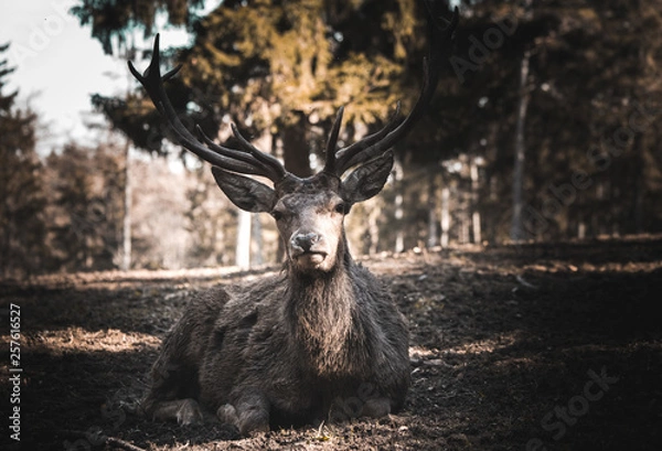 Fototapeta Wild Stag in the Forest in Spring