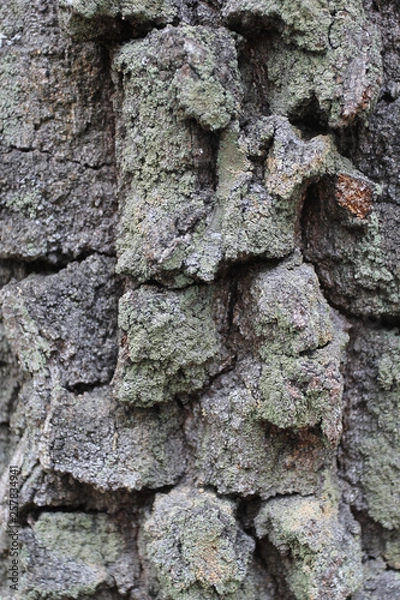 Fototapeta Wooden texture