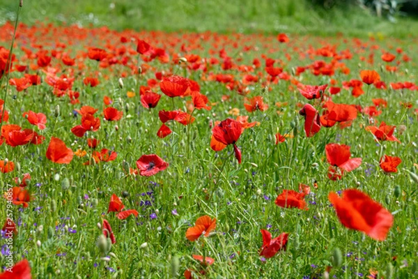 Obraz Poppy fields, Castelvecchio Pascoli, Barga, Italy