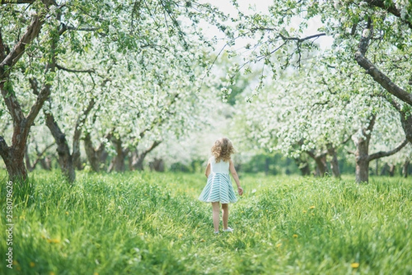 Fototapeta girl sniffing flowers of apple orchard. garden with flowering trees