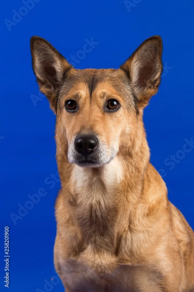 Fototapeta Charismatic red hair dog sitting and looking aside.