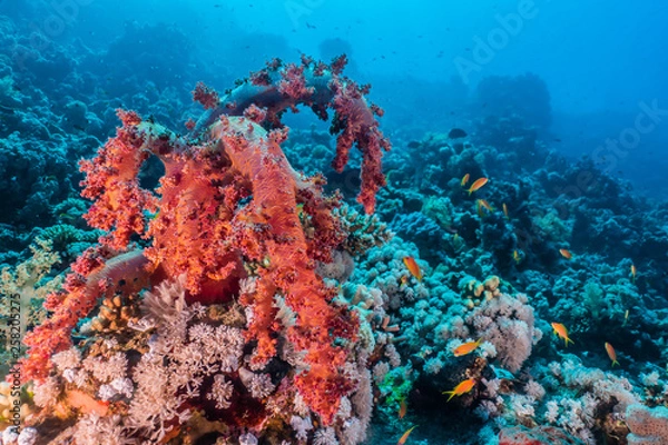 Fototapeta Coral reefs and water plants in the Red Sea, Eilat Israel