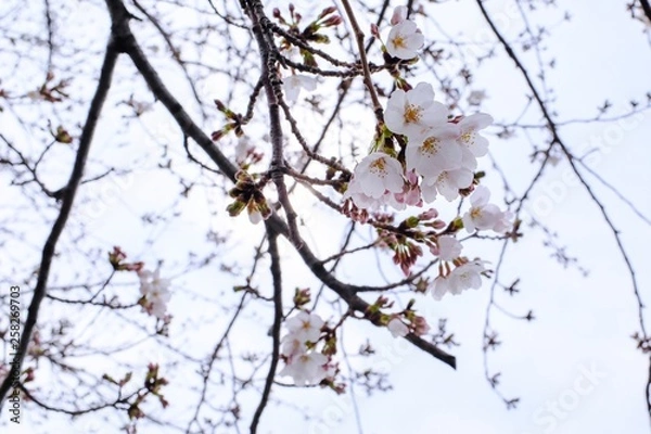 Fototapeta 桜の花と蕾