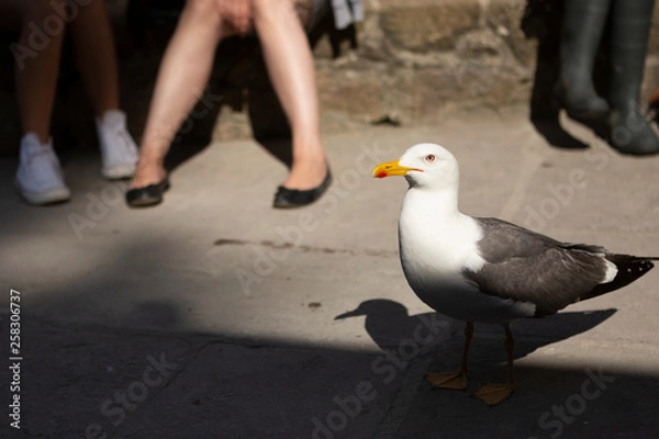 Fototapeta seagull on the ground looking at legs