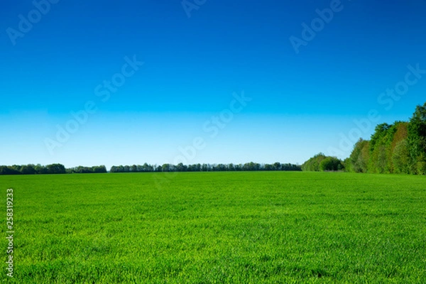 Fototapeta field of green grass and sky