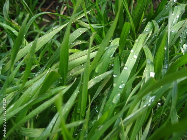 Fototapeta Green grass with water drops.