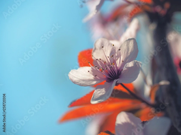 Fototapeta Spring floral concept. Full blooming of apricot tree. Beautiful flower on an abstract blurred background. Detailed closeup with soft selective focus.