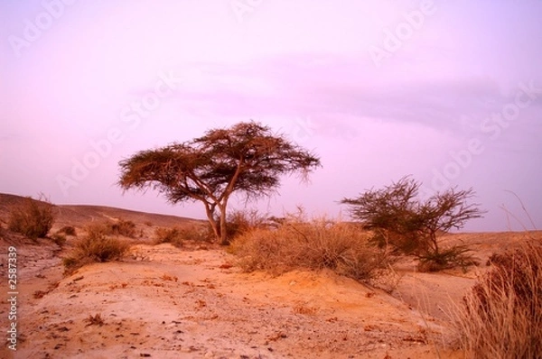 Fototapeta desert landscape