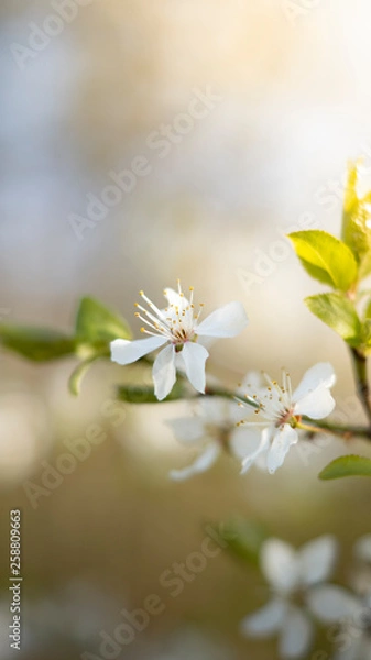 Fototapeta Weiße Blüte im Sonnenlicht