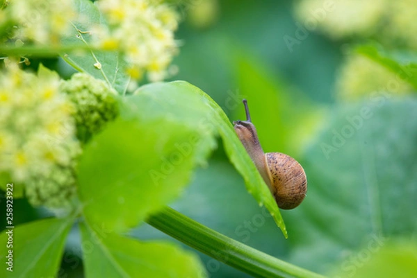 Fototapeta Snail on plant 