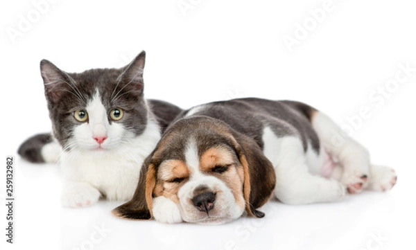 Fototapeta Sleeping beagle puppy and kitten lying together. isolated on white background