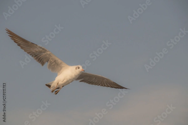 Fototapeta Close up Seagull flying in the air and sky background.Freedom seagull expand wings in the sky.