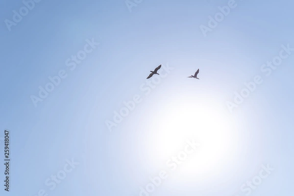 Fototapeta Birds flying to the bright sun in the cloudless blue sky