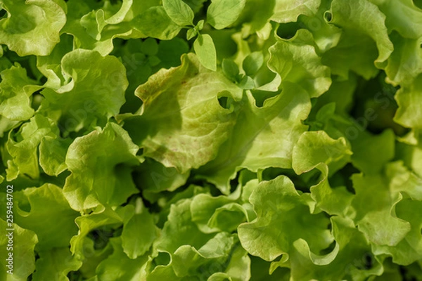 Fototapeta .A young, green salad, for dietary nutrition, growing on a bed.