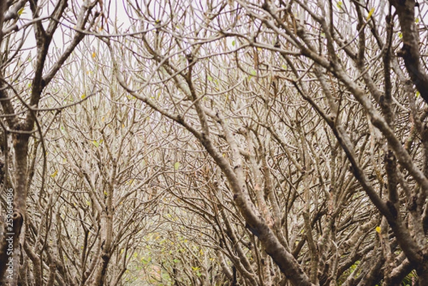 Fototapeta Tunnel of dry Plumeria Tree or Frangipani tree with walking way