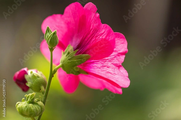 Fototapeta Pink flower grows in nature