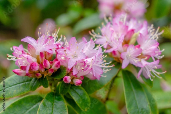 Fototapeta Kleinwüchsiger pinker Rhododendron Lepidote im April. Blühender Strauch mit kleinwüchsigem Rhododendron im Frühling. Pinker Rhododendron.