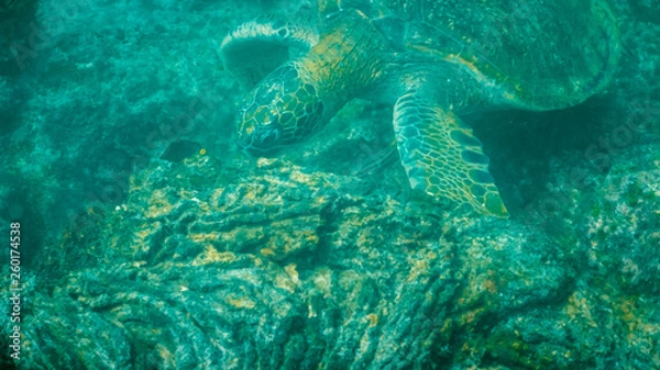 Fototapeta underwater close up of a green sea turtle feeding at isla santiago