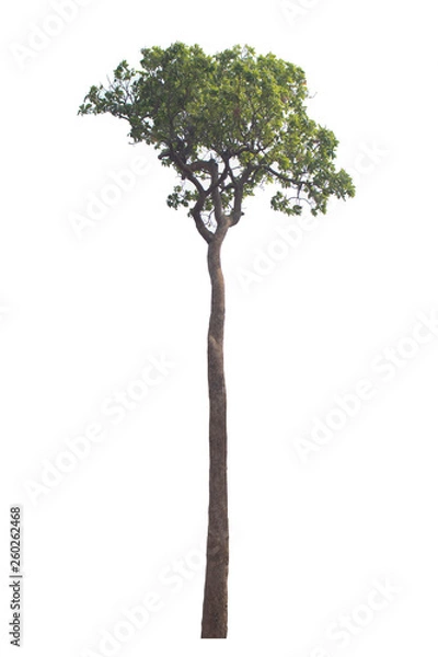 Obraz Tree isolated on white background