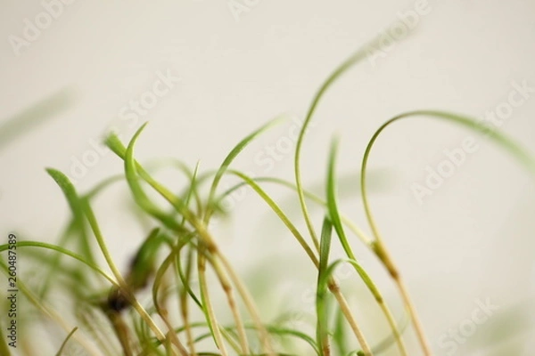 Fototapeta green dill sprouts