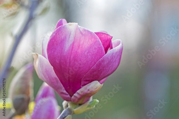 Fototapeta Hollowroot, Corydalis cava. Corydalis cava, violet spring flowers of corydalis, macro, close-up. Purple corydalis flowers in forest on early spring 